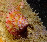 Calliostoma-zizyphinum-Belle Ile Epave du Anan-7m-20160630-Denis-ADER-DSC_8362_tn